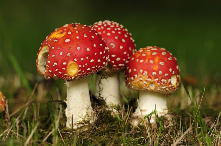 Wild-mushroom picking is a great tradition in various fungus-friendly parts of the world, but beware: toxic mushrooms can look almost exactly like safe ones. And even “safe” mushrooms can become toxic if you binge on them.